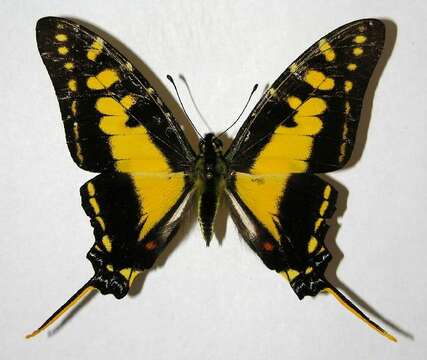 Image of Protographium thyastes panamensis