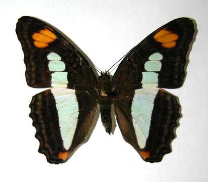 Image of Adelpha