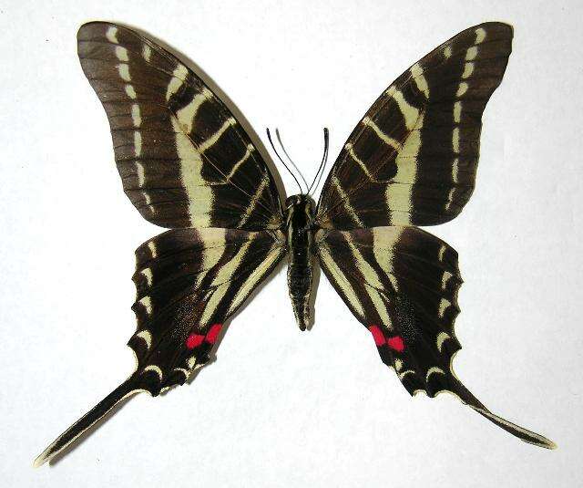 Image of Protographium philolaus (Boisduval 1836)