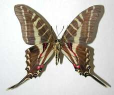 Image of Protographium philolaus (Boisduval 1836)