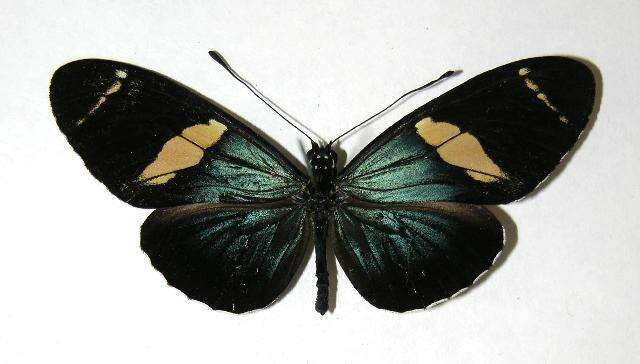 Image of Heliconius fulgius