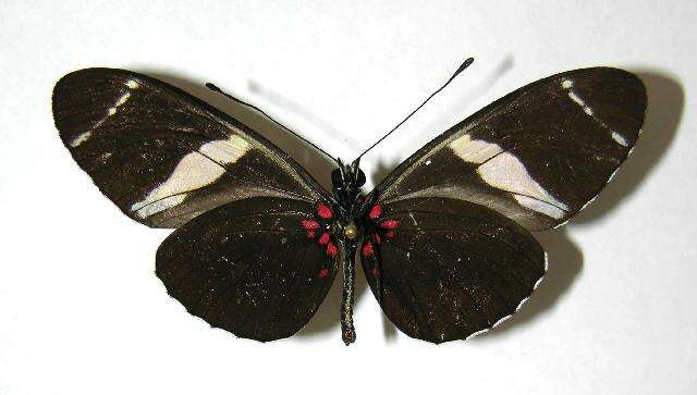 Image of Heliconius fulgius