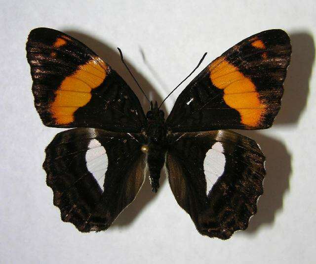 Image of Adelpha