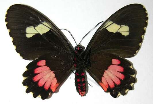 Image of <i>Parides erithalion sadyattes</i> (Druce 1874)