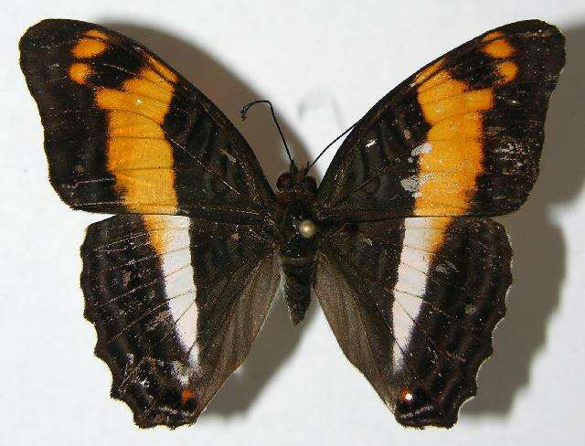 Image of <i>Adelpha erymanthis</i>