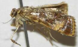 Image of <i>Cosmopterosis jasonhalli</i>