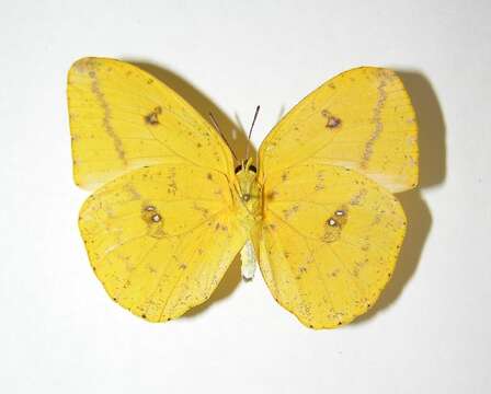 Image of Large Orange Sulphur