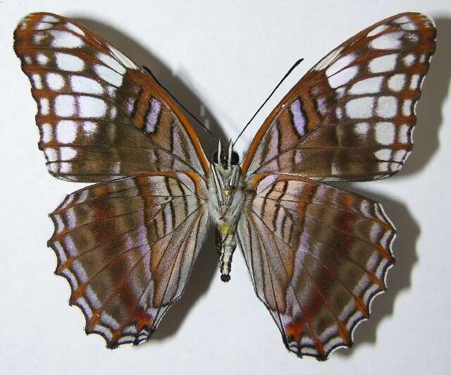 Imagem de <i>Adelpha demialba</i>