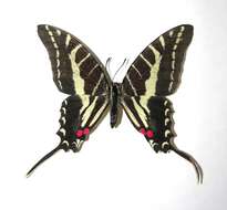 Image of Protographium philolaus (Boisduval 1836)