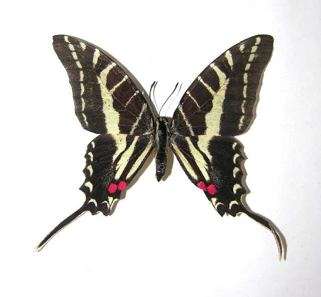 Image of Protographium philolaus (Boisduval 1836)