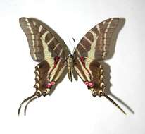 Image of Protographium philolaus (Boisduval 1836)