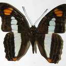 Image of <i>Adelpha paraena massilia</i>