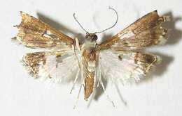 Image of Neoleucinodes alegralis