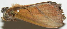 Image of Strophocerus