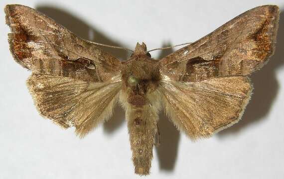 Image of Bean-leaf Skeletonizer Moth