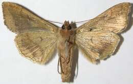 Image of Bean-leaf Skeletonizer Moth