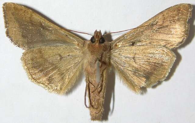 Image of Bean-leaf Skeletonizer Moth