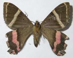 Image of Sematuridae