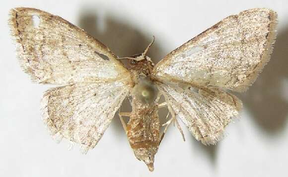 Image of Idaea