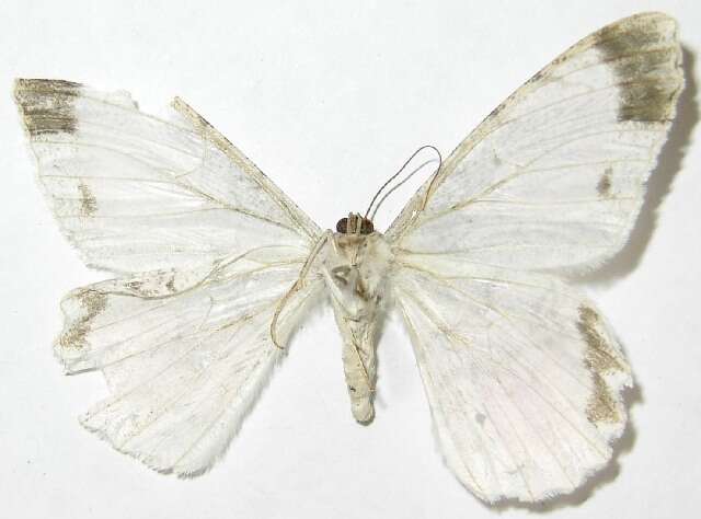 Image of Epimecis semicompleta Warren 1905