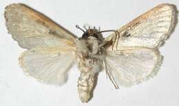 Image of Hoplotarache viridifera Hampson 1910