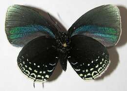 Image of Theorema eumenia Hewitson 1865
