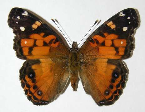 Imagem de <i>Vanessa virginiensis</i>