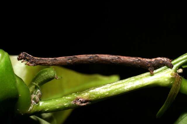 صورة Nephodia auxesia Druce 1892