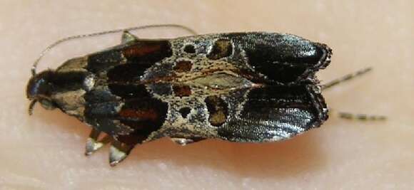 Image of Anacampsis