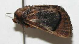 Image of <i>Natada cecilia</i>