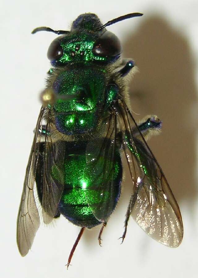 Image of orchid bee