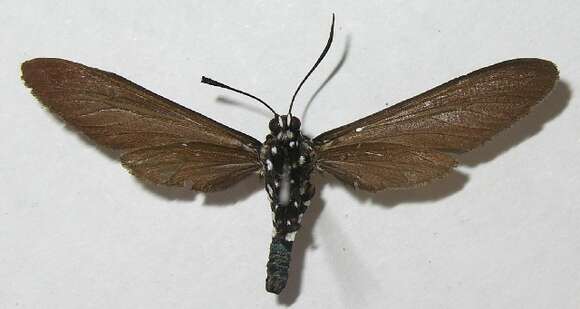 Image of Euchromiina