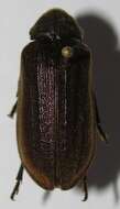 Image of cicada parasite beetles