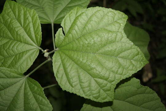 Image of wax mallow