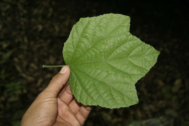 Image of wax mallow