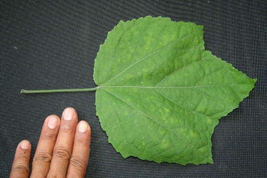 Image of wax mallow