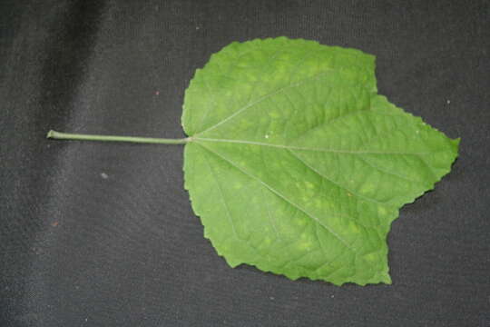 Image of wax mallow