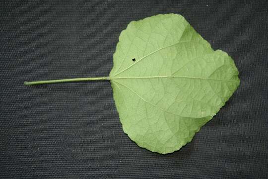 Image of wax mallow