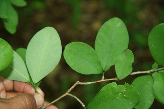 Image of Erythroxylum havanense Jacq.