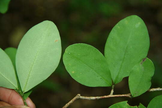 Image of Erythroxylum havanense Jacq.