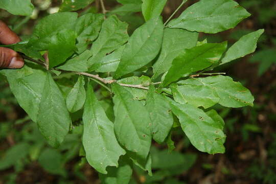 Image of Adelia triloba (Müll. Arg.) Hemsl.