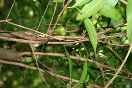 Image of Alibertia edulis (Rich.) A. Rich. ex DC.