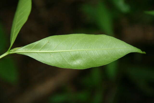 Image of Alibertia edulis (Rich.) A. Rich. ex DC.