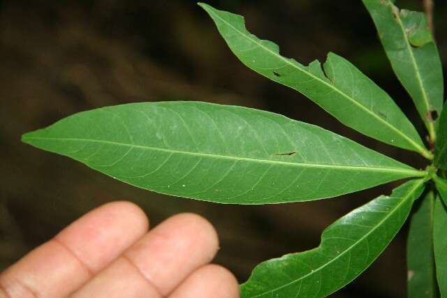 Image of Alibertia edulis (Rich.) A. Rich. ex DC.