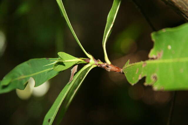 Image of Alibertia edulis (Rich.) A. Rich. ex DC.