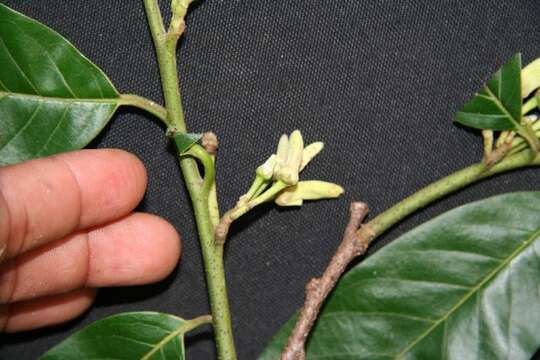 Image of custard apple