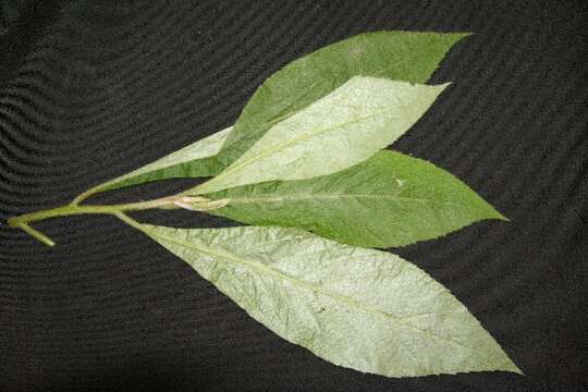 Image of Cordia panamensis Riley