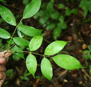 Image of Rourea glabra Kunth