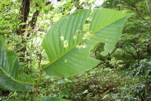 Image of annona