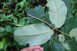 Image of annona